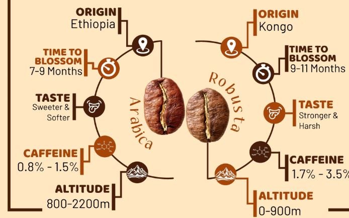 Basic Knowledge About Coffee