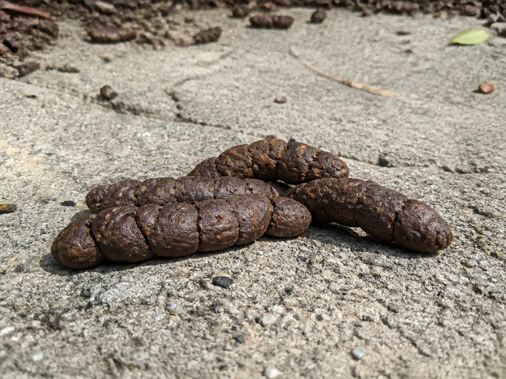 coffee beans cat poop