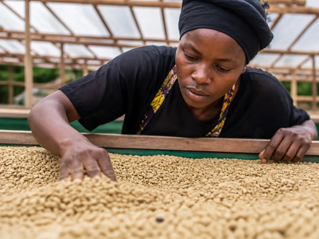 How Coffee Beans Are Processed